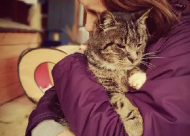DKF Pokaz filmu Kedi – sekretne życie kotów oraz zbiórka dla bezdomnych zwierząt