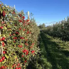 Säby Frukt