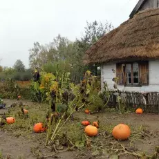 Ogród warzywny jesienią.